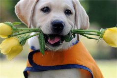 世界十大最适合家养的狗：博美犬上榜，拉布拉多犬排榜首