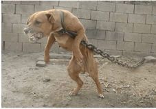 全球十大被禁养狗狗排行榜：中国藏獒排第七，比特犬居榜首