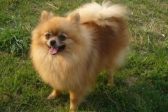 十大适合家养的小型犬：西施犬上榜，博美犬夺冠