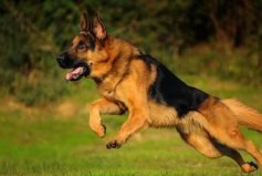 世界上最知名的十大警犬品种：德国牧羊犬获得第一名