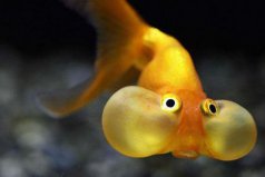 世界五大最难养的金鱼，水泡金鱼排在第一位