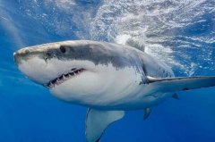 世界上十大最恐怖的鲨鱼：牛鲨排第二，大白鲨排第一