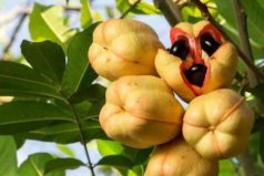 世界十大最稀有的水果：蛇皮果上榜，西非荔枝果居首