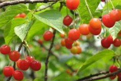 十大维C含量最高的水果：猕猴桃上榜，西印度樱桃排第一名