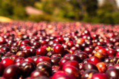 世界十大咖啡豆品牌排名：麝香猫居第二位，玫夏排第一位