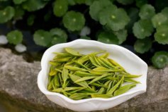 绿茶十大知名品种：西湖龙井夺冠，洞庭碧螺春居第二