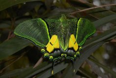 世界最珍贵的十大蝴蝶：三尾褐凤蝶上榜，金斑喙凤蝶排榜首