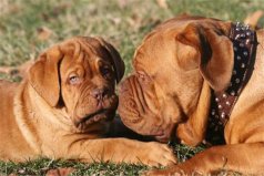 世界十大护卫犬排行：罗威那犬居第四，波尔多獒犬摘得冠军