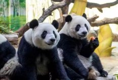 世界十大著名的国宝动物：独角犀牛上榜，大熊猫高居榜首