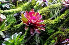 最知名的十大热带雨林植物：大王花上榜，积水凤梨摘得桂冠