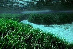 世界上寿命最长10大植物，波西多尼亚海草排第一名
