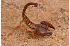 世界最毒的十大蝎子，印度红蝎子、以色列金蝎排前两名