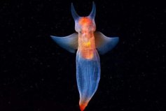 海洋中十大最漂亮的动物：鹦鹉鱼上榜，裸海蝶排榜首