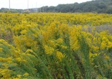 国内十大外来入侵植物，加拿大一枝黄花排第一位