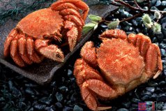 全球十大顶级海鲜食材，澳洲龙虾、帝王蟹双双入榜