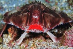 世界十大最丑动物：红唇蝙蝠鱼居首，精灵鲨居第二
