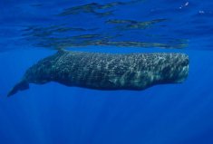 世界最重的十大动物，鲸鲨排第二河马排第五