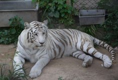 世界最漂亮的十大动物，白虎、种马、小熊猫居前三位