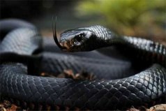 世界十大食肉动物：湾鳄入榜，黑曼巴蛇霸占榜首