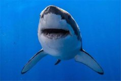 世界十大危险动物排名：蓝纹章鱼上榜，大白鲨居第一
