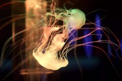 世界十大最美水母：紫海刺水母上榜，黑星海刺水母居魁首