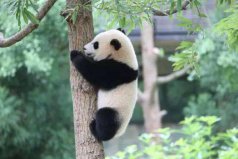 世界十大最受欢迎动物：考拉上榜，大熊猫位列第一