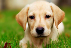 全球十大人氣犬種排行榜：金毛第二，拉布拉多位列第一