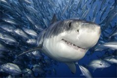 十大进化最完美的动物：鲨鱼上榜，人类居第十