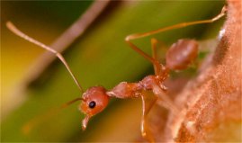 世界上最可怕的蚂蚁，红火蚁咬人有致死可能