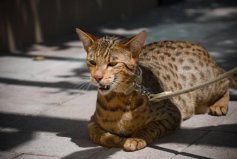 全球五大最贵的猫品种，阿瑟拉猫排第一位