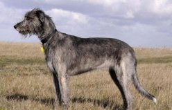 世界十大饭量最大的狗，爱尔兰猎狼犬排第一