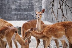 世界十大珍稀鹿科动物排名：梅花鹿上榜，坡鹿排第一