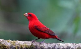 我国十种红色小鸟：大朱雀上榜，血雀位列榜首