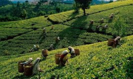 世界十大茶叶出口国：斯里兰卡夺冠，中国仅第三