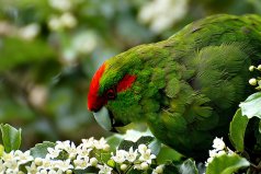 世界十种拥有绿色羽毛的鸟，纯绿鹦鹉排第一位