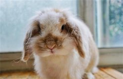 世界上体型最小的兔子，荷兰矮兔体长13cm左右