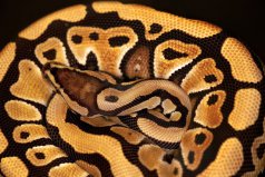 世界十大没有毒的蛇：球蟒居榜首，乌梢蛇排第二