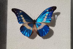 世界上十大最美的蝴蝶，光明女神闪蝶获得第一名