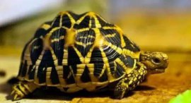 世界十大最难养殖的陆龟，印度星龟排第一名