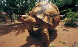 世界十大最贵龟类排名，安哥洛卡陆龟排第一