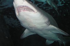 世界十大凶猛淡水鱼排名，公牛真鲨排第一位