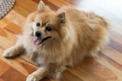 世界十大最萌的宠物狗：萨摩耶犬居第四，博美犬居榜首