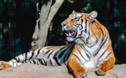中国十大濒临灭绝的珍稀动物：中华鲟上榜，华南虎排在首位