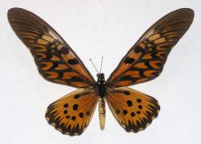 世界上最毒的10种蝴蝶，非洲长翅凤蝶排第一位