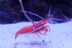 十大好养的观赏虾种类：琉璃虾上榜，极火虾排榜首