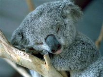 动物界的十大睡神：考拉排第一，树懒排第二