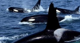 世界上的著名十大群居动物，虎鲸排第一名