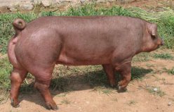 世界十大名猪排名：荣昌猪上榜，杜洛克猪排第一位