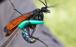 世界十二大最可怕昆虫榜单，沙漠蛛蜂排第一名