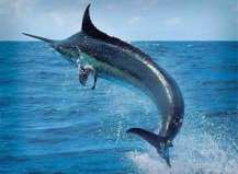 盘点十大海洋动物之最，旗鱼在海洋中速度最快